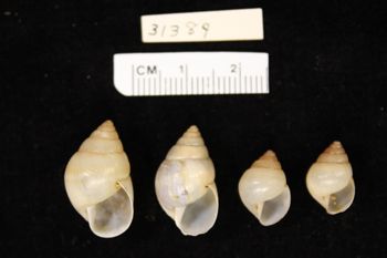 Media type: image;   Malacology 31389